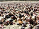 Shells on Bherwerre beach